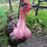 presleybigchicken's display picture