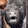 joshyslurry's display picture