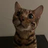 aaaaaaaaa's display picture