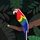 inuxcanor's display picture