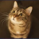 tb.xyz's display picture